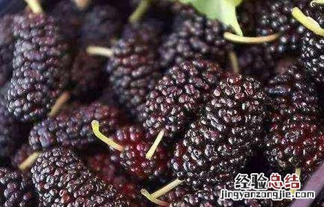 桑葚保存保鲜方法图片 桑葚保存保鲜方法