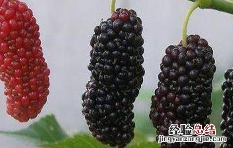 桑葚种植技术视频央视 桑葚种植技术