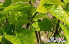 桑葚种植技术视频央视 桑葚种植技术