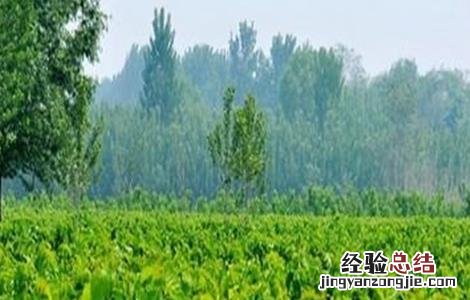 桑葚种植技术视频央视 桑葚种植技术