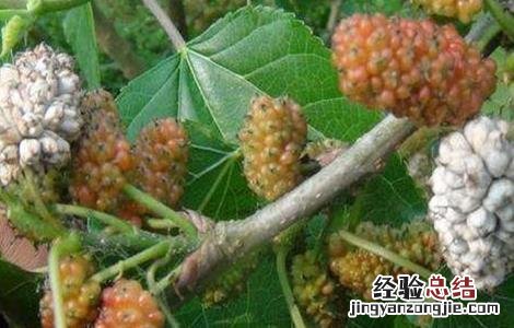 桑葚种植技术视频央视 桑葚种植技术