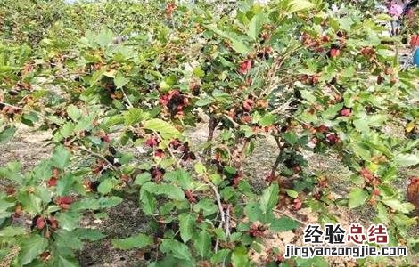 桑葚种植技术视频央视 桑葚种植技术