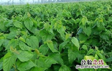 桑葚种植技术视频央视 桑葚种植技术
