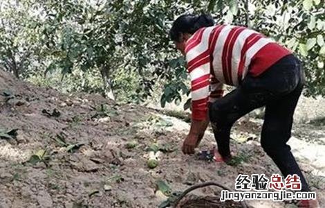 核桃果仁不饱满和落果的解决措施 核桃落果原因及处理法