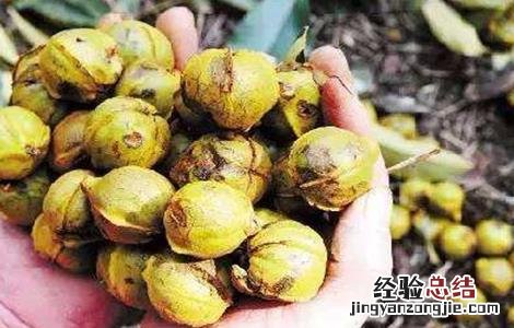 核桃果仁不饱满和落果的解决措施 核桃落果原因及处理法