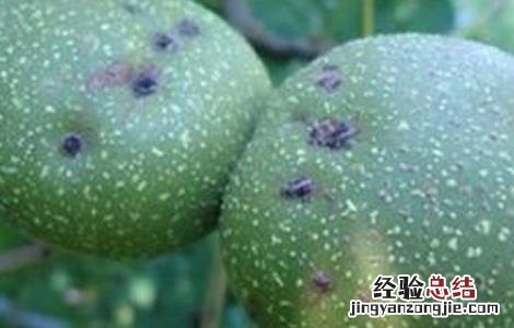核桃果仁不饱满和落果的解决措施 核桃落果原因及处理法