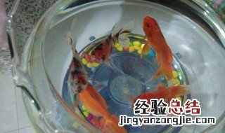 鱼缸中泡泡是怎么回事 鱼缸里面泡泡越来越多