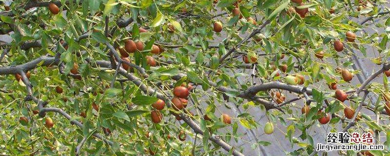 枣树种植栽培与管理 盆栽枣树种植栽培与管理