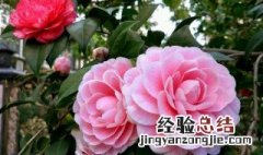茶花花朵干枯怎么回事儿 茶花花朵干枯怎么回事