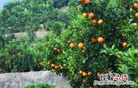 橙子保花保果技术要求 橙子保花保果技术