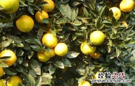 橙子保花保果技术要求 橙子保花保果技术