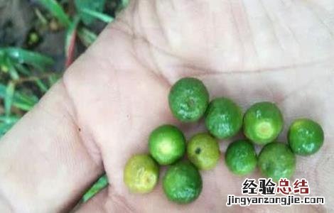 橙子保花保果技术要求 橙子保花保果技术