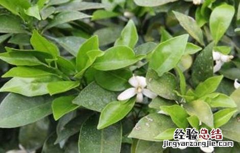 橙子幼树管理技术 橙子幼树管理技术要点