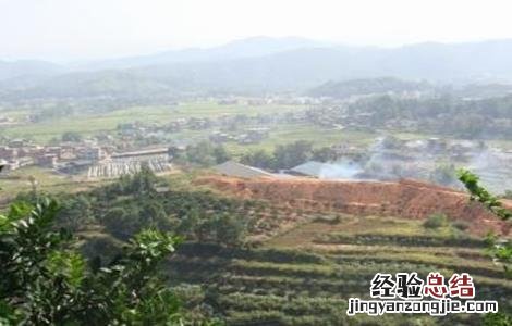 橙子幼树管理技术 橙子幼树管理技术要点