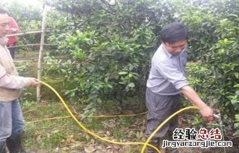 橙子幼树管理技术 橙子幼树管理技术要点