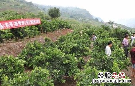 橙子幼树管理技术 橙子幼树管理技术要点