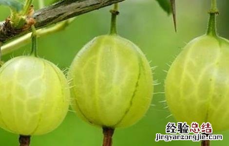 鹅莓的种植技术 鹅莓种植方法