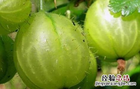 鹅莓的种植技术 鹅莓种植方法