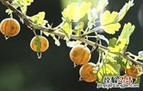 鹅莓的种植技术 鹅莓种植方法