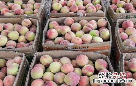 桃子的保鲜方法是什么 桃子的保鲜方法