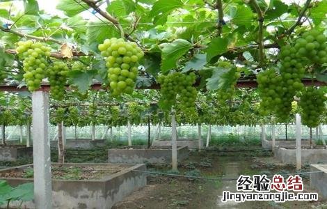 阳光玫瑰葡萄多少钱一斤现在市场价 阳光玫瑰葡萄多少钱一斤