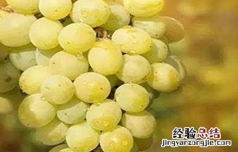 阳光玫瑰葡萄多少钱一斤现在市场价 阳光玫瑰葡萄多少钱一斤