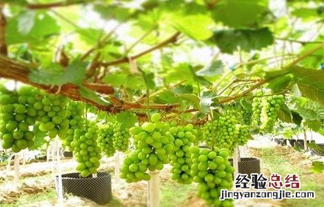 阳光玫瑰葡萄多少钱一斤现在市场价 阳光玫瑰葡萄多少钱一斤