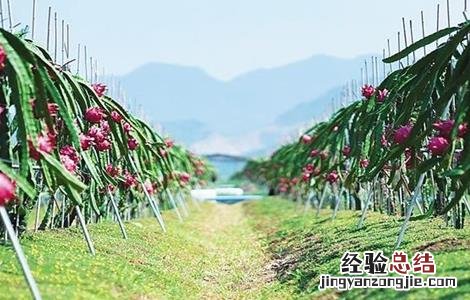 如何种植火龙果 如何种植火龙果苗