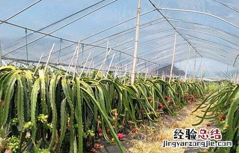 如何种植火龙果 如何种植火龙果苗