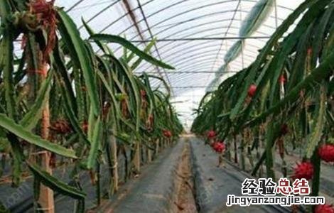 如何种植火龙果 如何种植火龙果苗