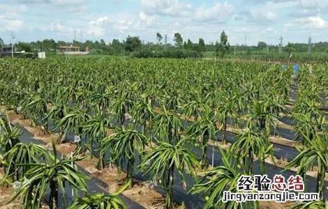 如何种植火龙果 如何种植火龙果苗