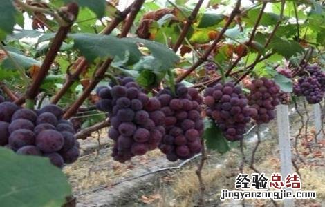 大棚葡萄种植技术与管理病虫 大棚葡萄种植技术