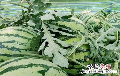 西瓜多少天成熟多少天摘果图片 西瓜多少天成熟