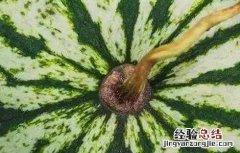 西瓜多少天成熟多少天摘果图片 西瓜多少天成熟