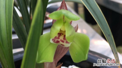 春兰开花最香的品种是什么 春兰开花最香的品种
