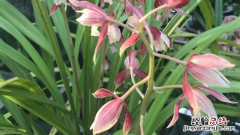 有没有四季都开的兰花 有四季开花的兰花吗