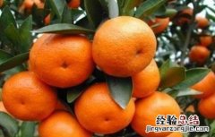 如何促进沙糖桔早熟 如何促进沙糖桔早熟发芽