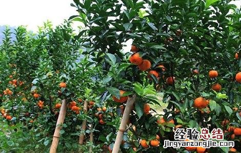 如何促进沙糖桔早熟 如何促进沙糖桔早熟发芽