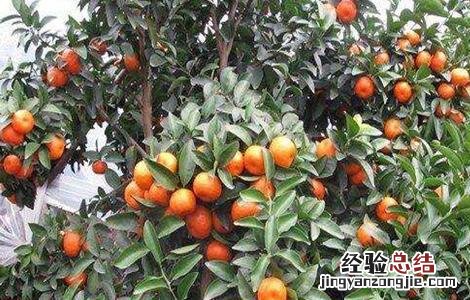 砂糖桔着色期管理要点 沙糖桔转色期如何管理