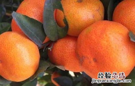 砂糖桔着色期管理要点 沙糖桔转色期如何管理