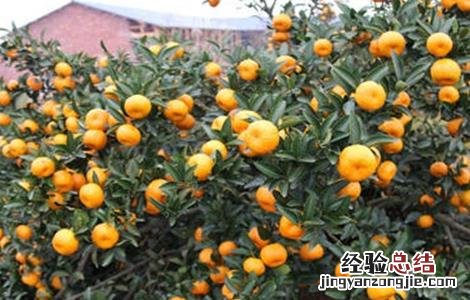 砂糖桔着色期管理要点 沙糖桔转色期如何管理