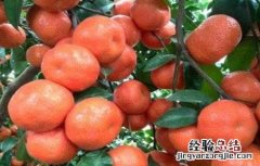 砂糖桔着色期管理要点 沙糖桔转色期如何管理
