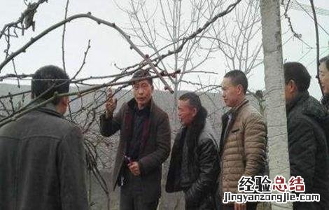 如何辨别猕猴桃雌雄株 如何辨别猕猴桃雌雄株的方法