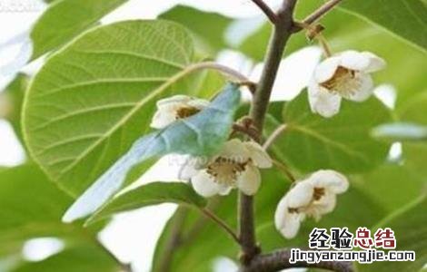 如何辨别猕猴桃雌雄株 如何辨别猕猴桃雌雄株的方法