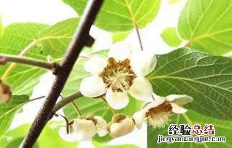 如何辨别猕猴桃雌雄株 如何辨别猕猴桃雌雄株的方法