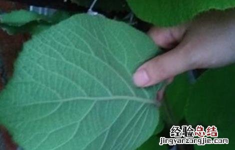 如何辨别猕猴桃雌雄株 如何辨别猕猴桃雌雄株的方法