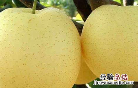 水晶梨种植技术 水晶梨种植技术修剪视频