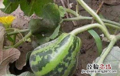 甜瓜歪瓜怎么回事 甜瓜歪瓜原因及防治措施