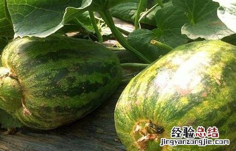 甜瓜歪瓜怎么回事 甜瓜歪瓜原因及防治措施