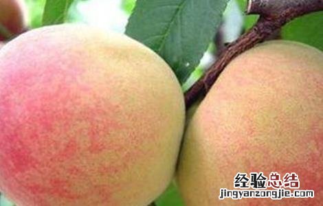 水蜜桃什么时候下市 水蜜桃什么时候成熟上市